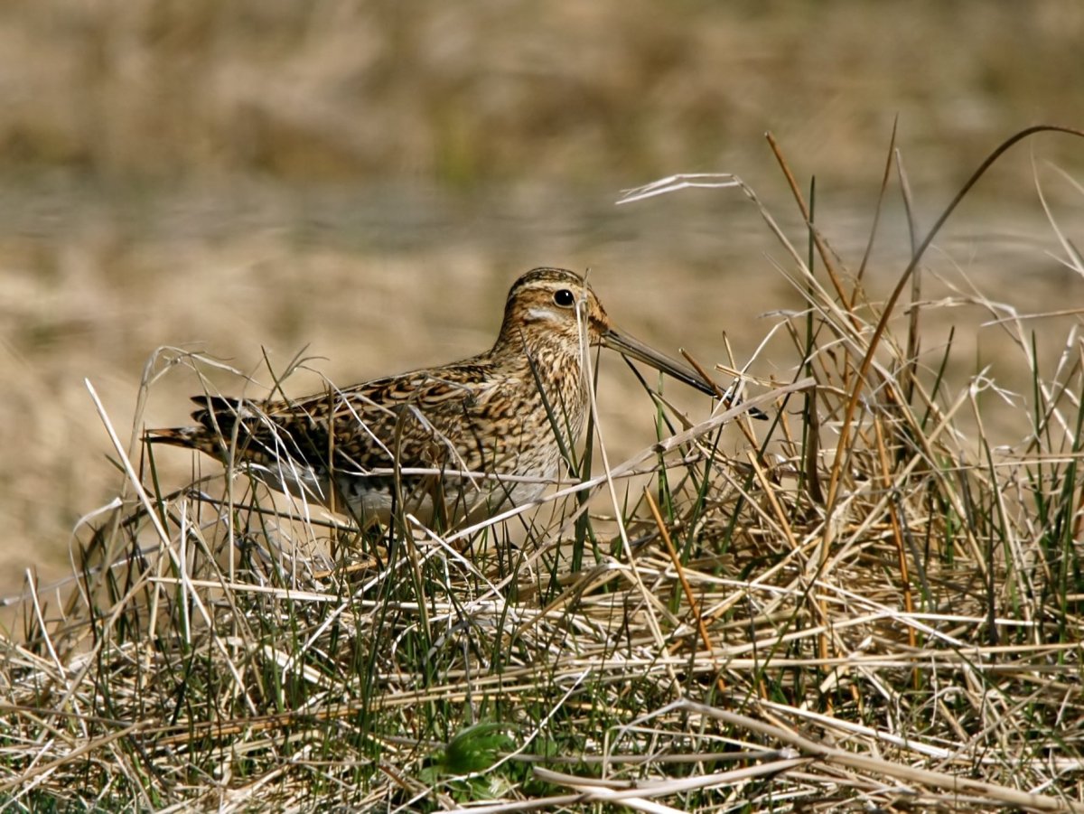Болотные птицы ленинградской области