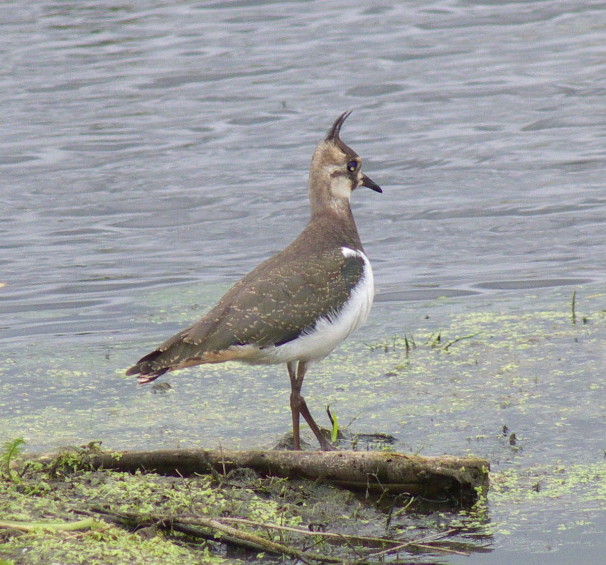 Кулик Чибис