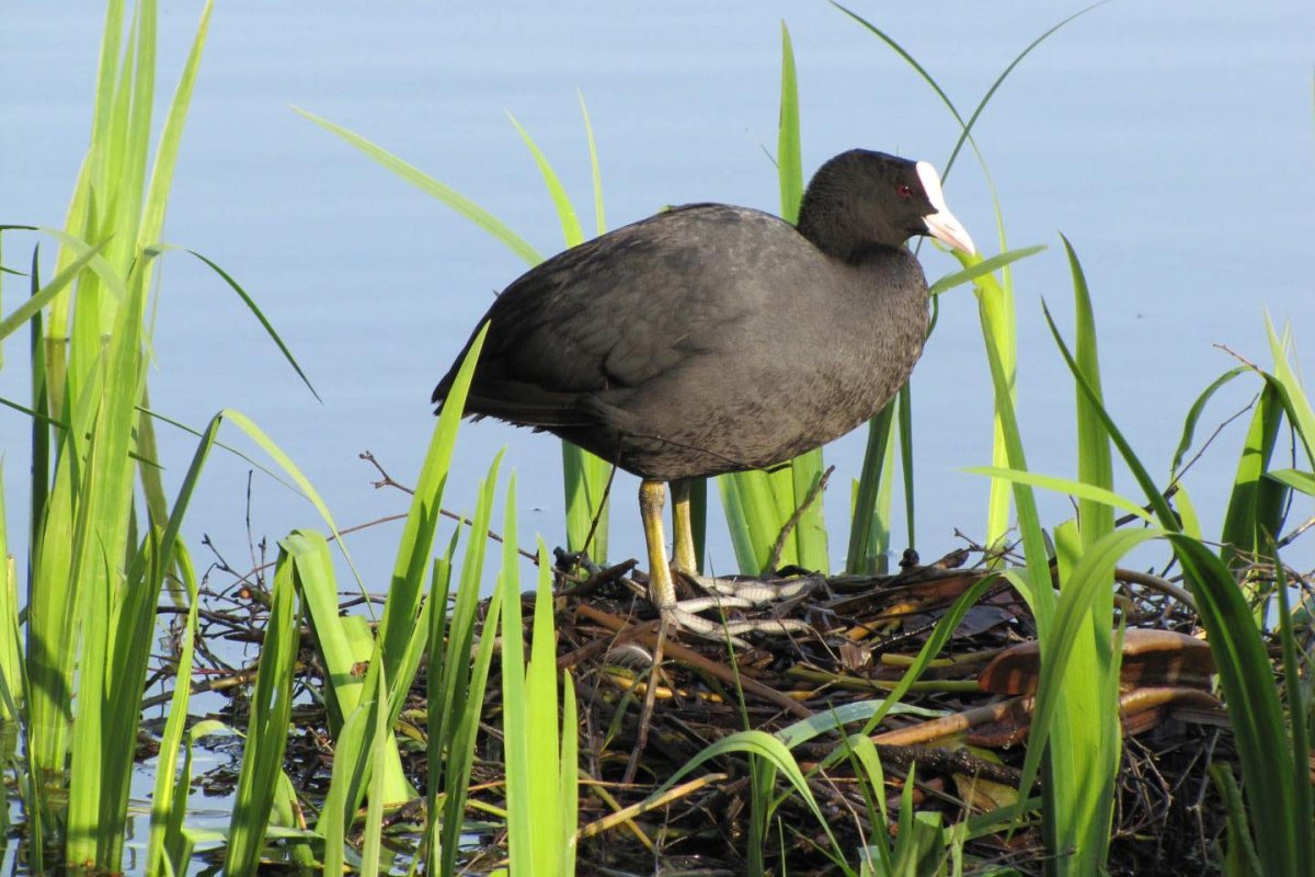 Лысуха птица птенец