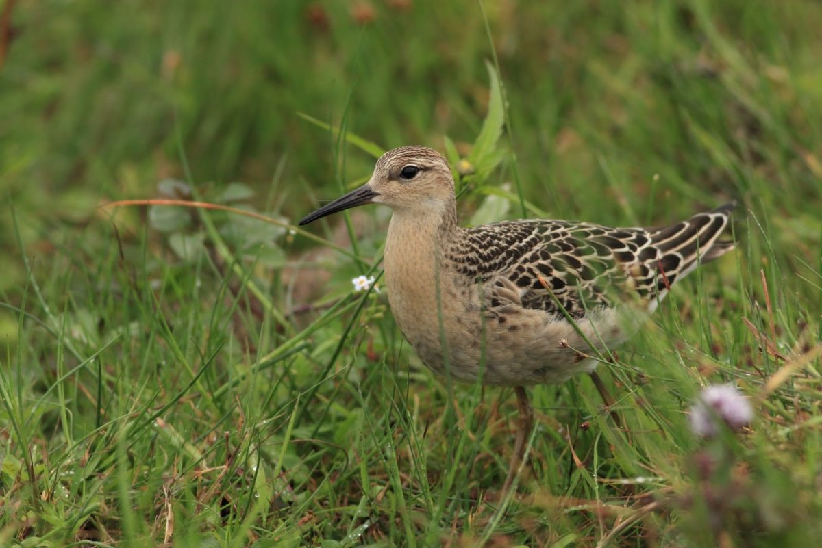 Сибирский кроншнеп-Малютка