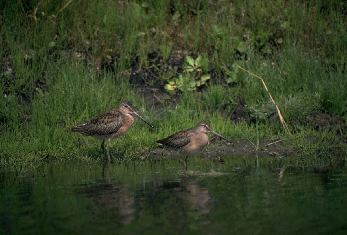 Вальдшнеп кроншнеп Бекас