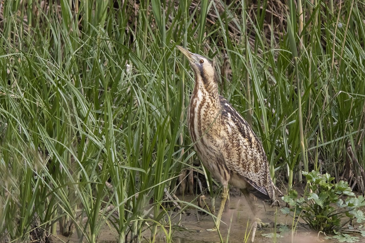 Большая выпь Botaurus Stellaris