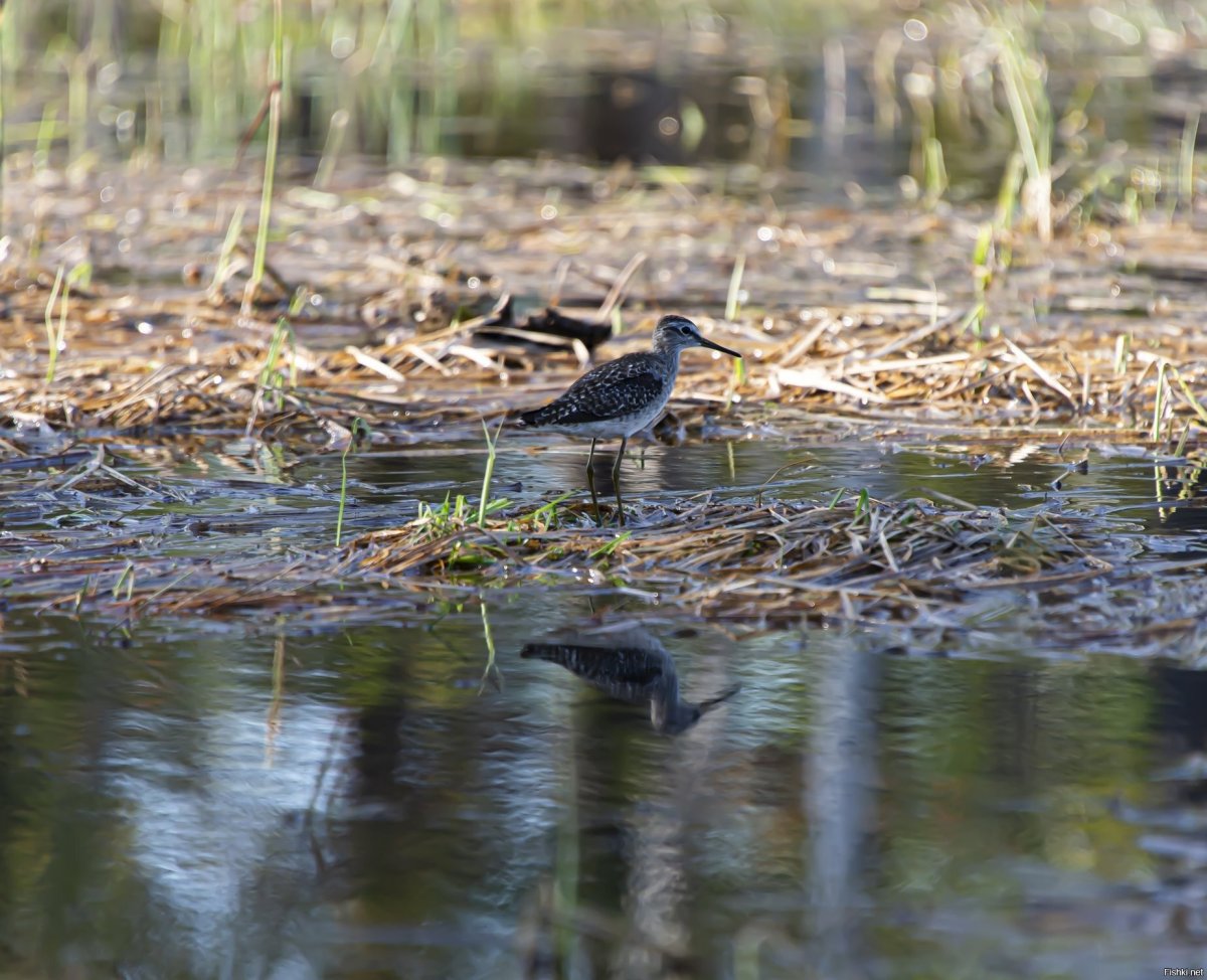Птичьи болота Чивыркуя