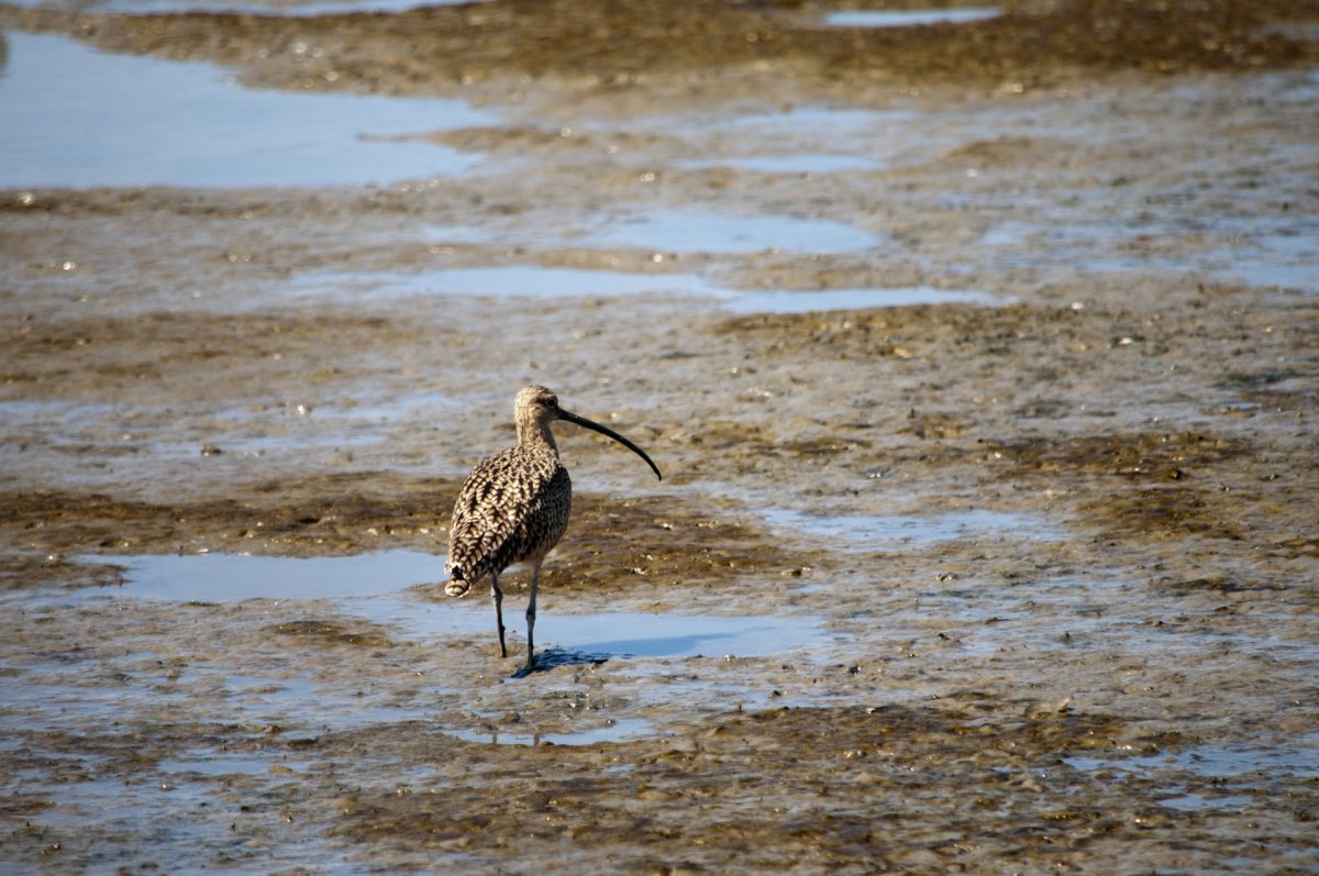 Птицы водно-болотных угодий