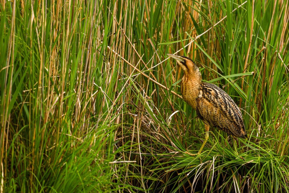 Удод птица и выпь