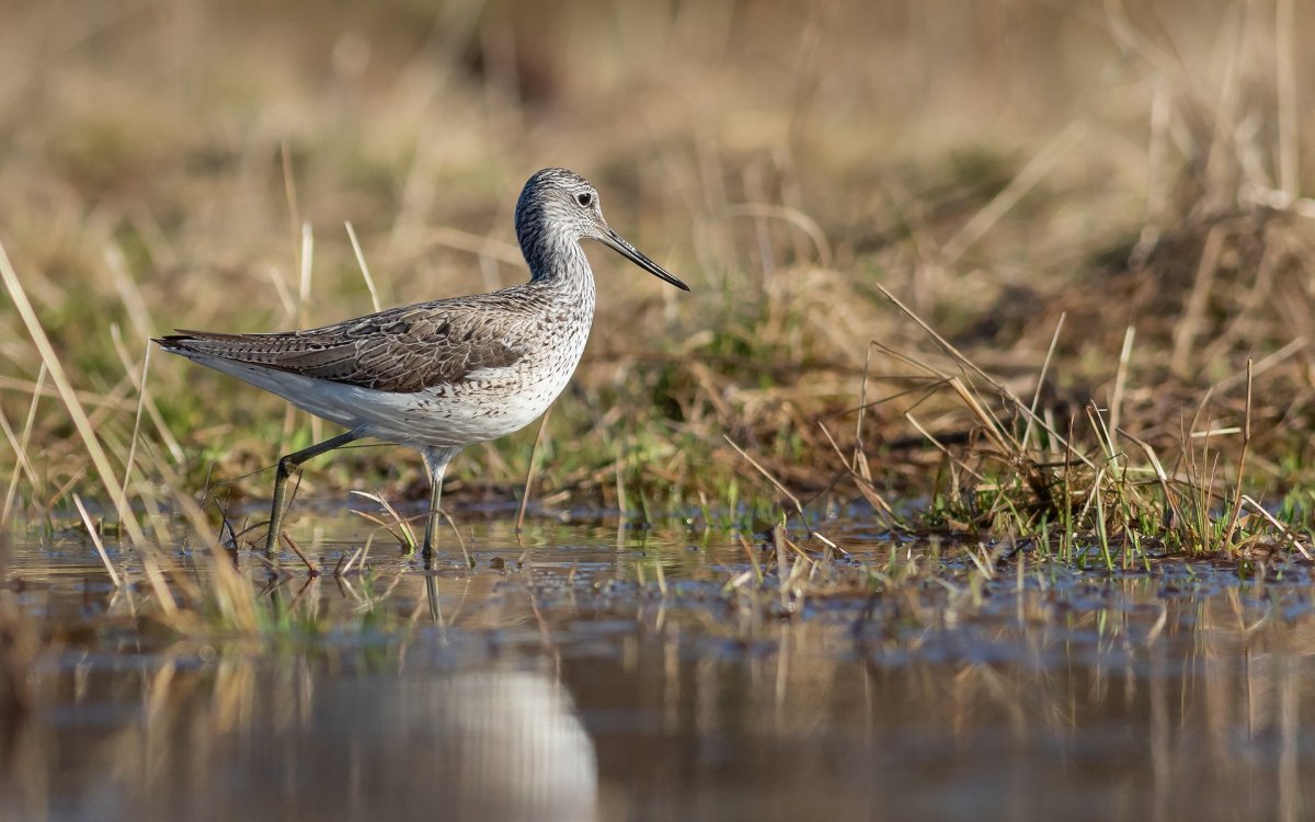 Птица Охотский улит