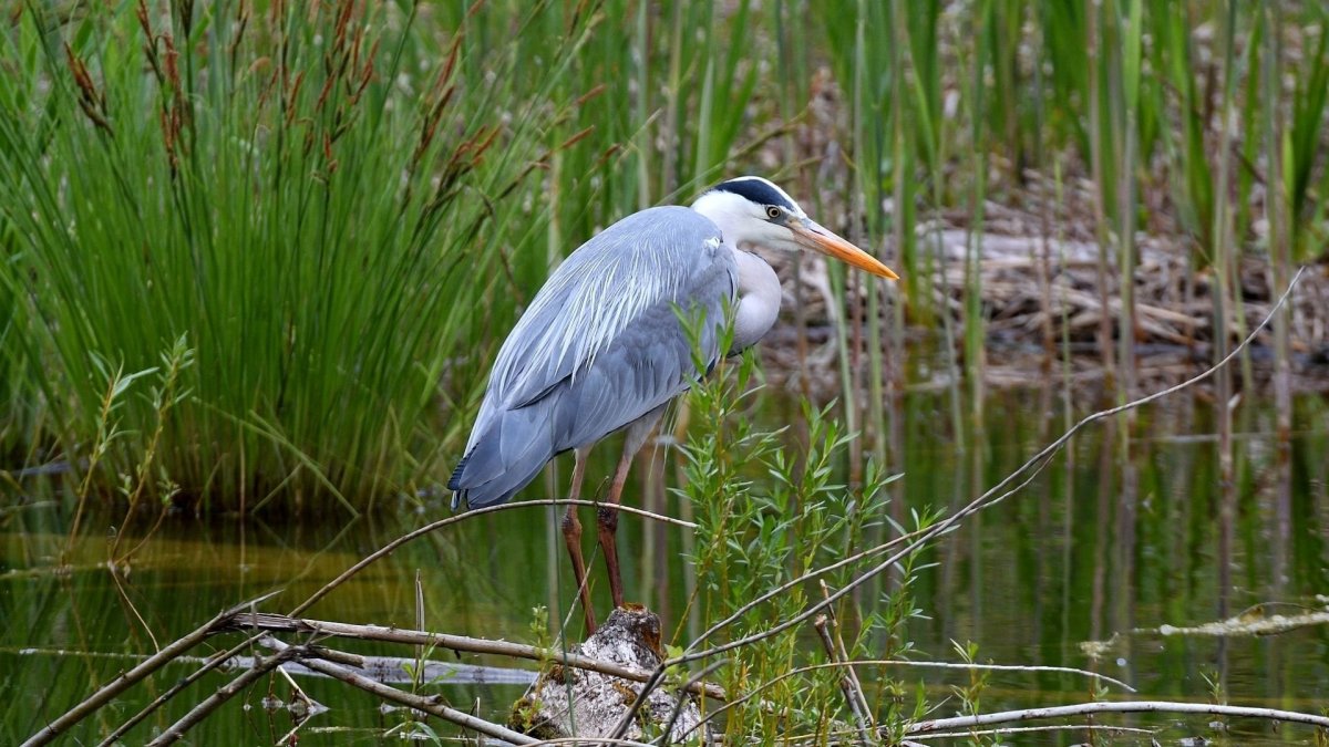 Серая цапля на болоте
