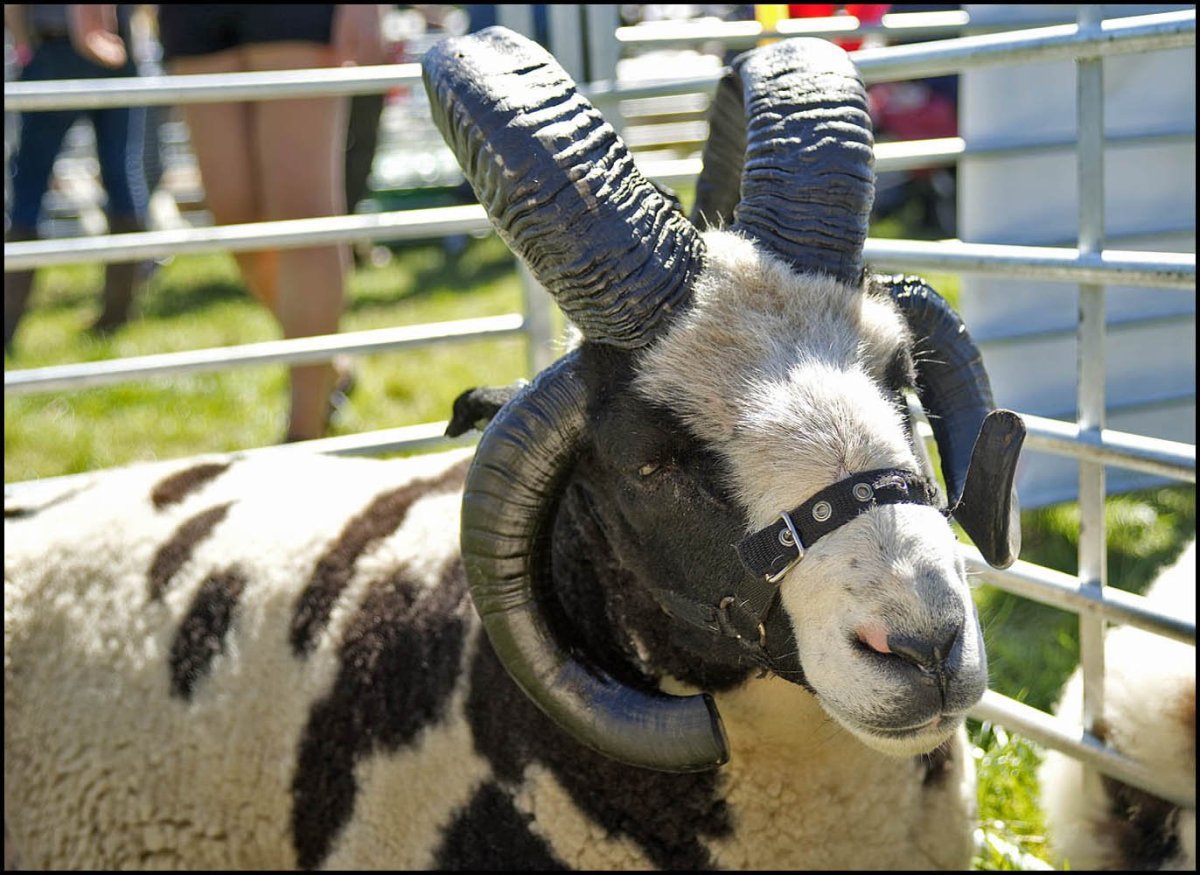 Мэнский лохтан