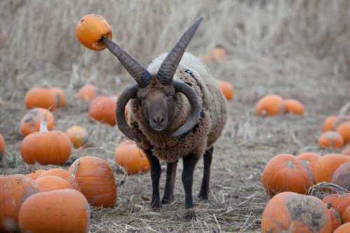 Мэнский лохтан