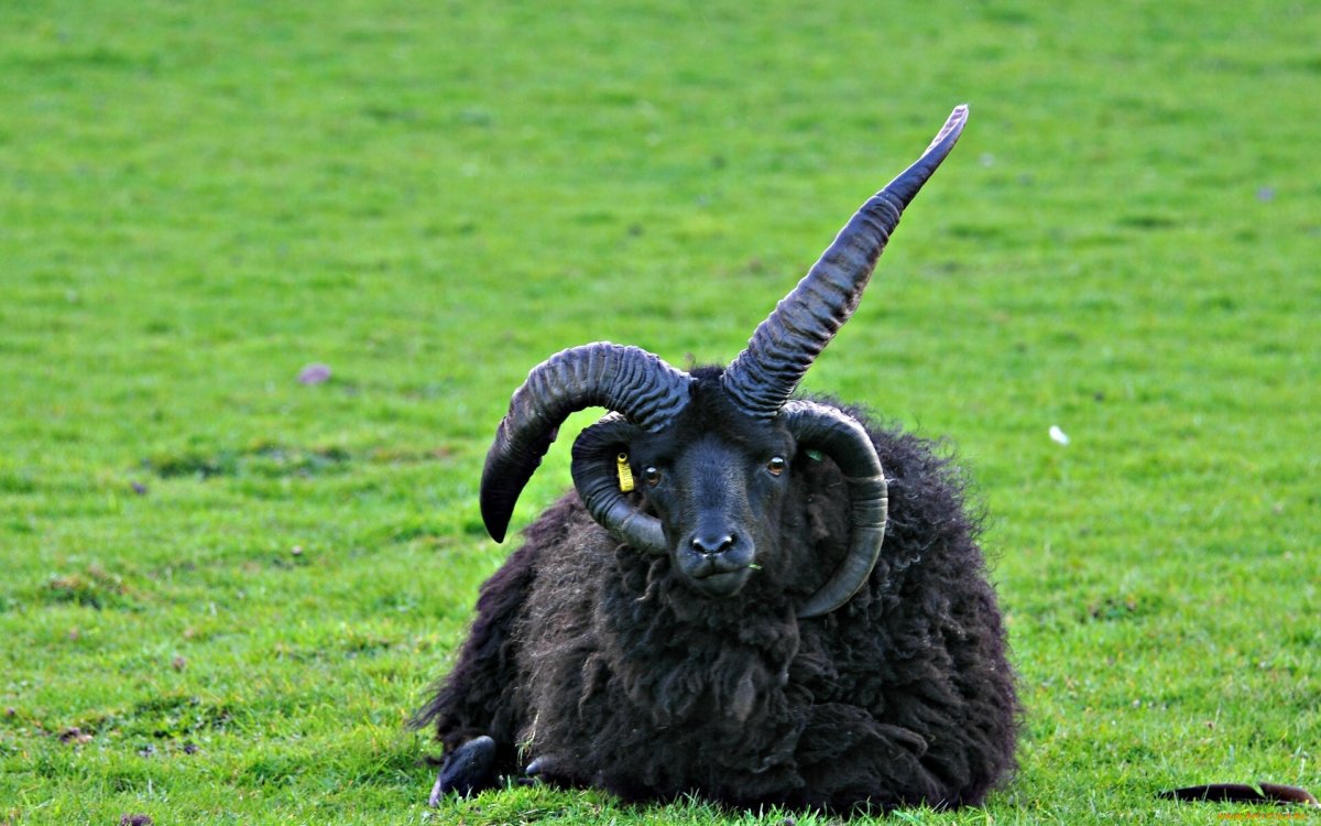 Мэнский лохтан овцы