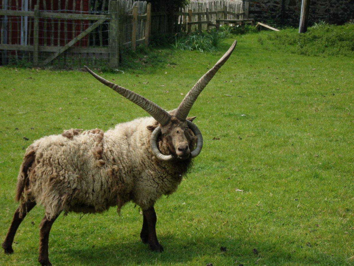 Мэнский лохтан порода овец