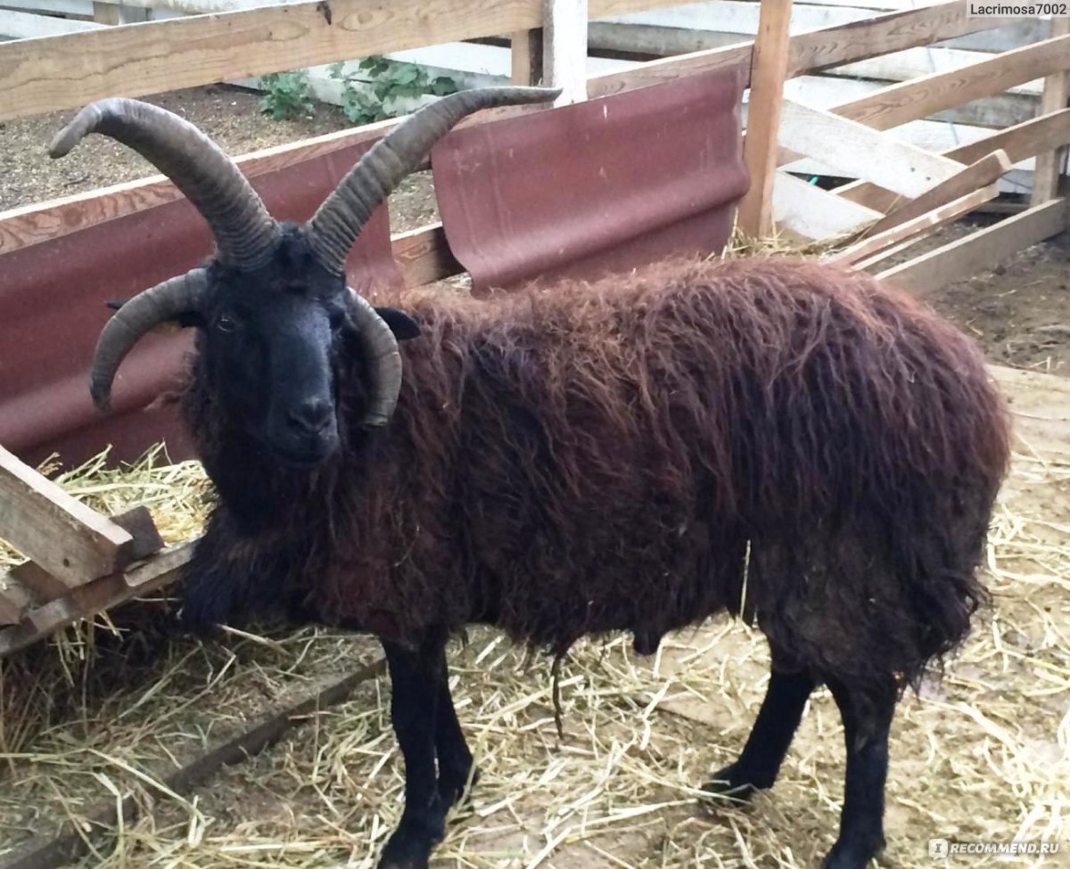 Четырехрогая коза