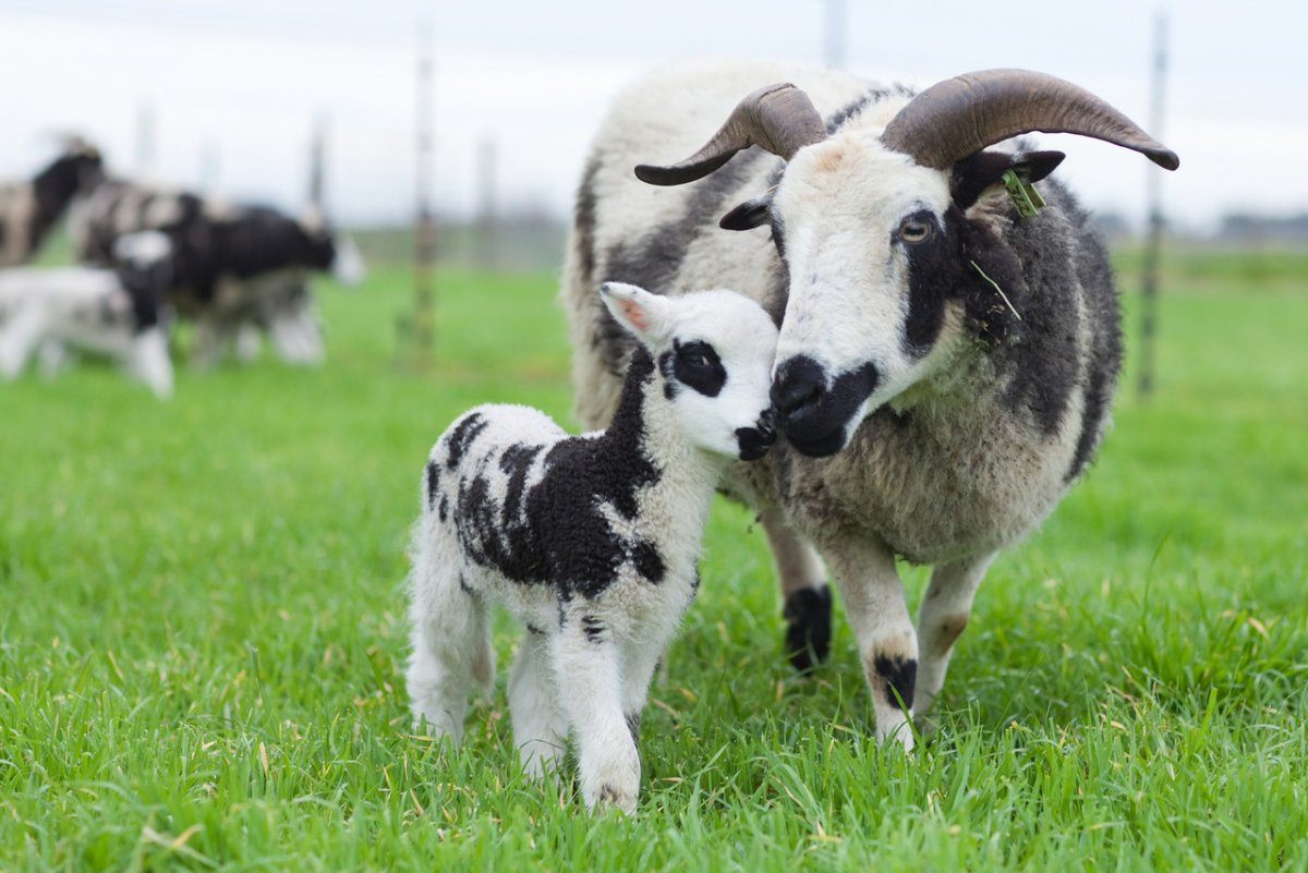 Пятнистая коза