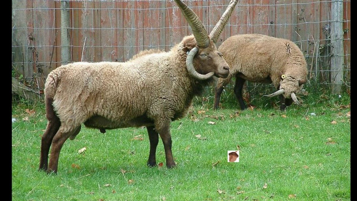 Гебридская порода овец