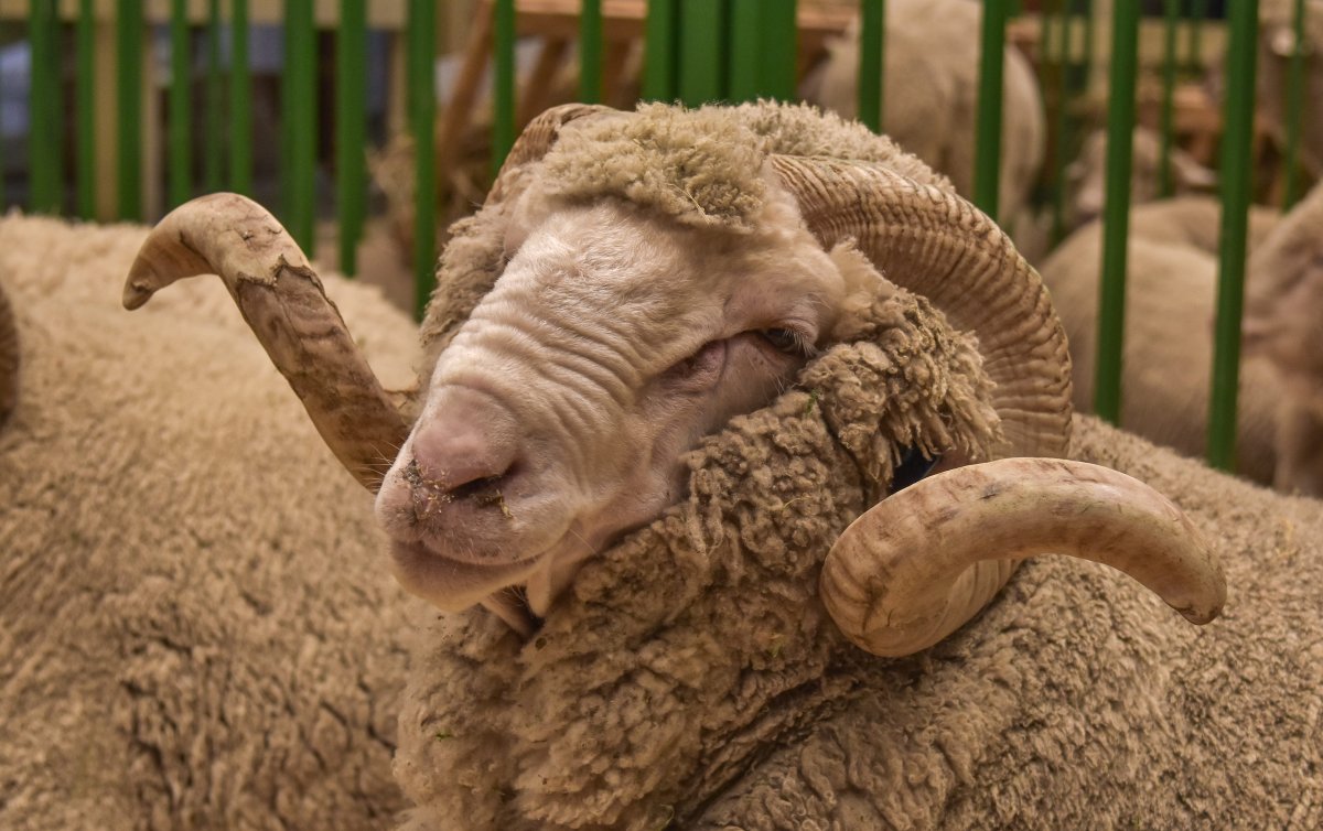 Грустный ягненок