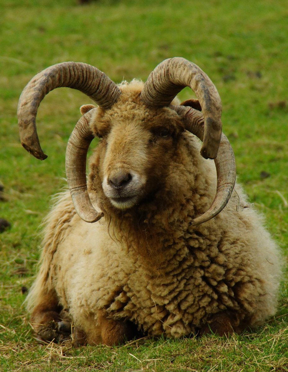 Четырехрогий баран порода