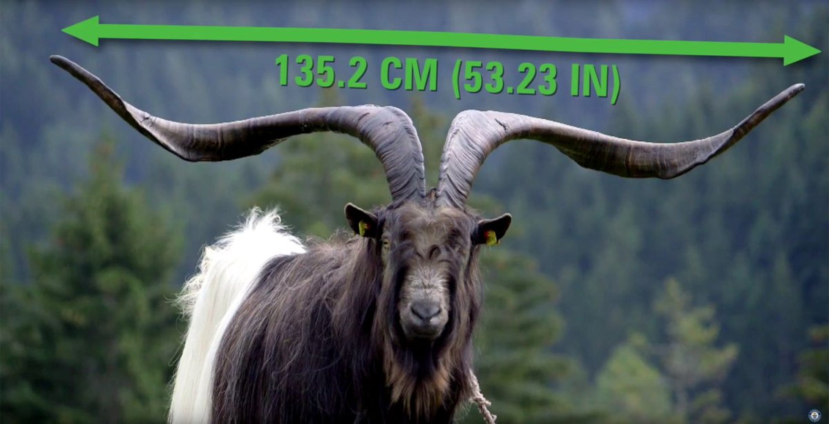 Козлы с большими рогами