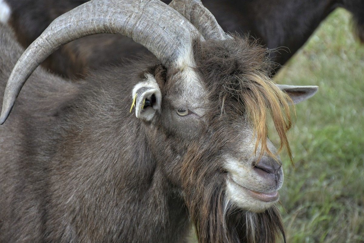 Рога Козлов