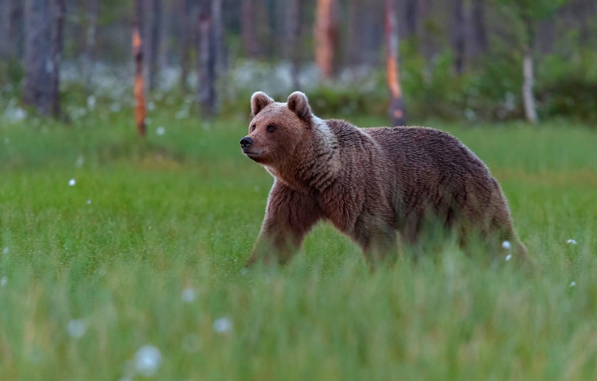 Степной бурый медведь