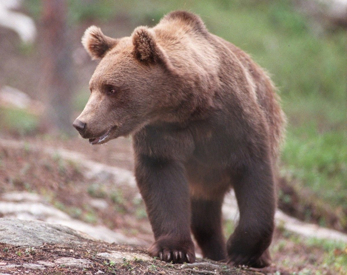 Бурый медведь без шерсти