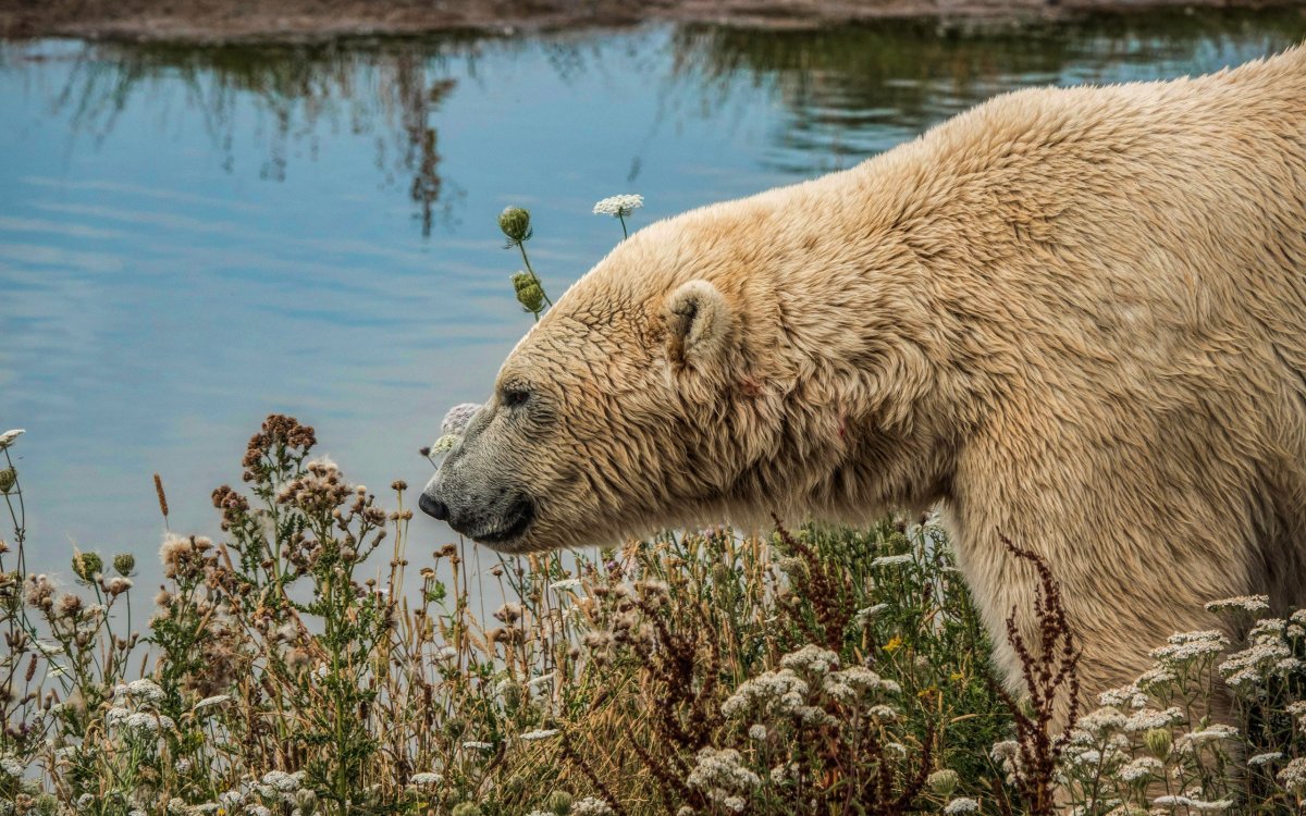 Бурый медведь в тундре