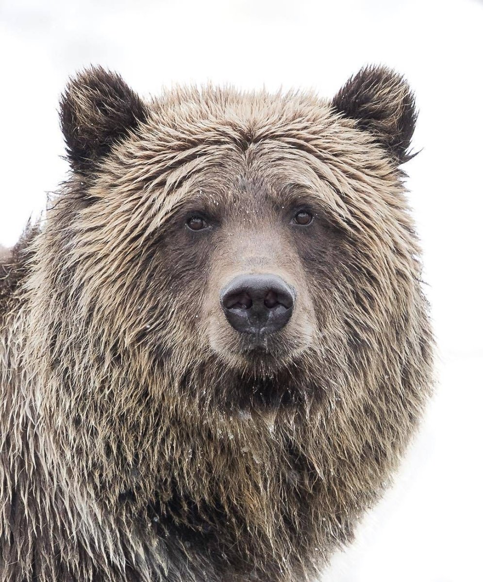 Морда медведя