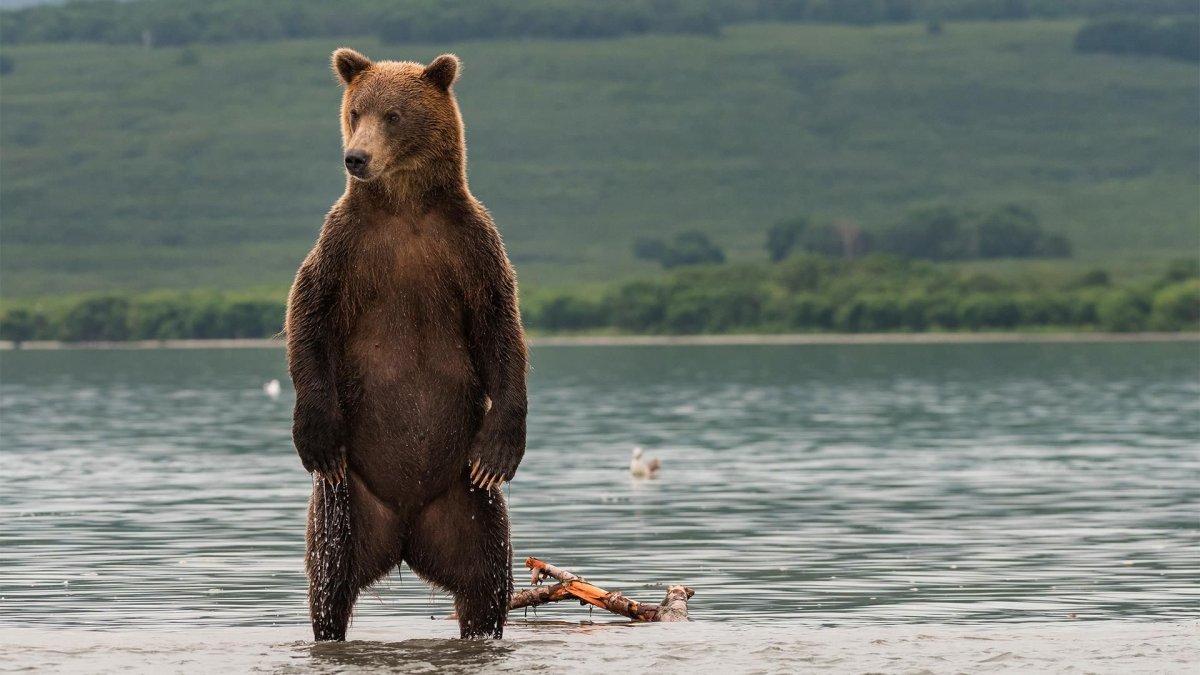 Гризли с минералкой