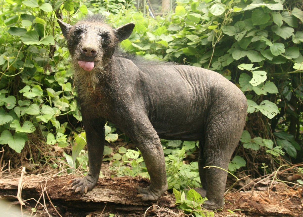 Белый медведь без шерсти