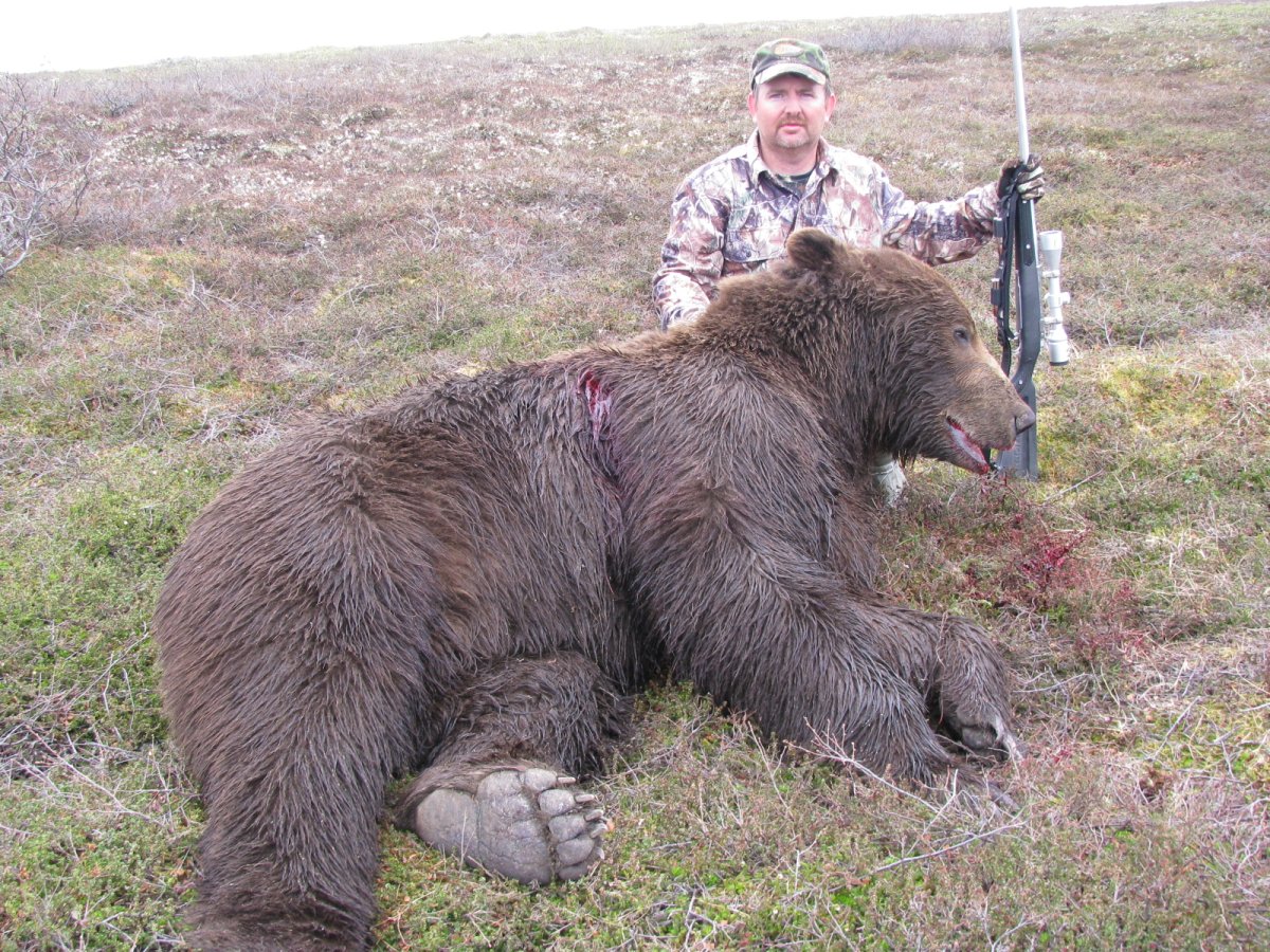 Медведь гризли без шерсти