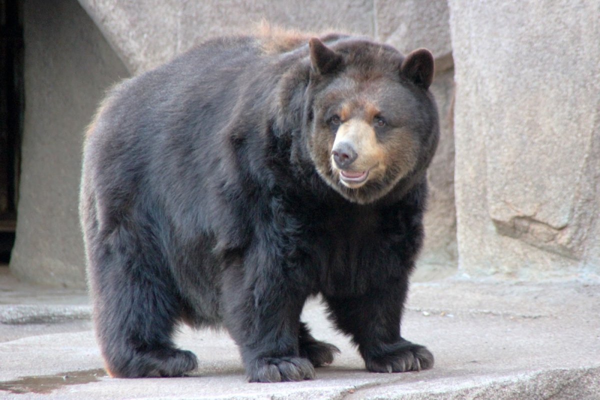 Ursus americanus