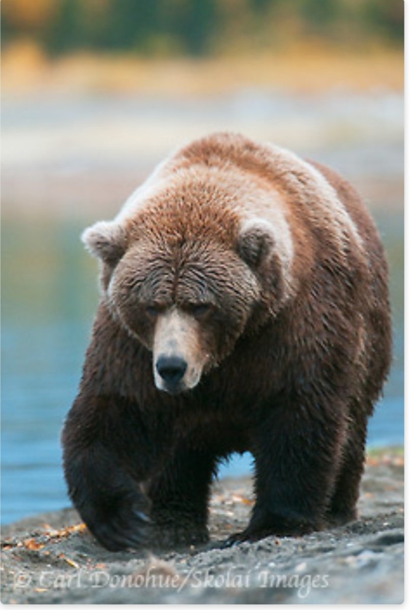 Гризли на Аляске