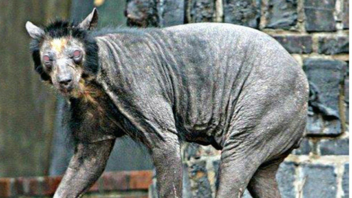 Лысый Гималайский медведь