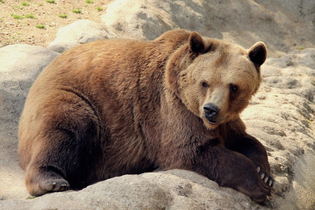 Этрусский медведь