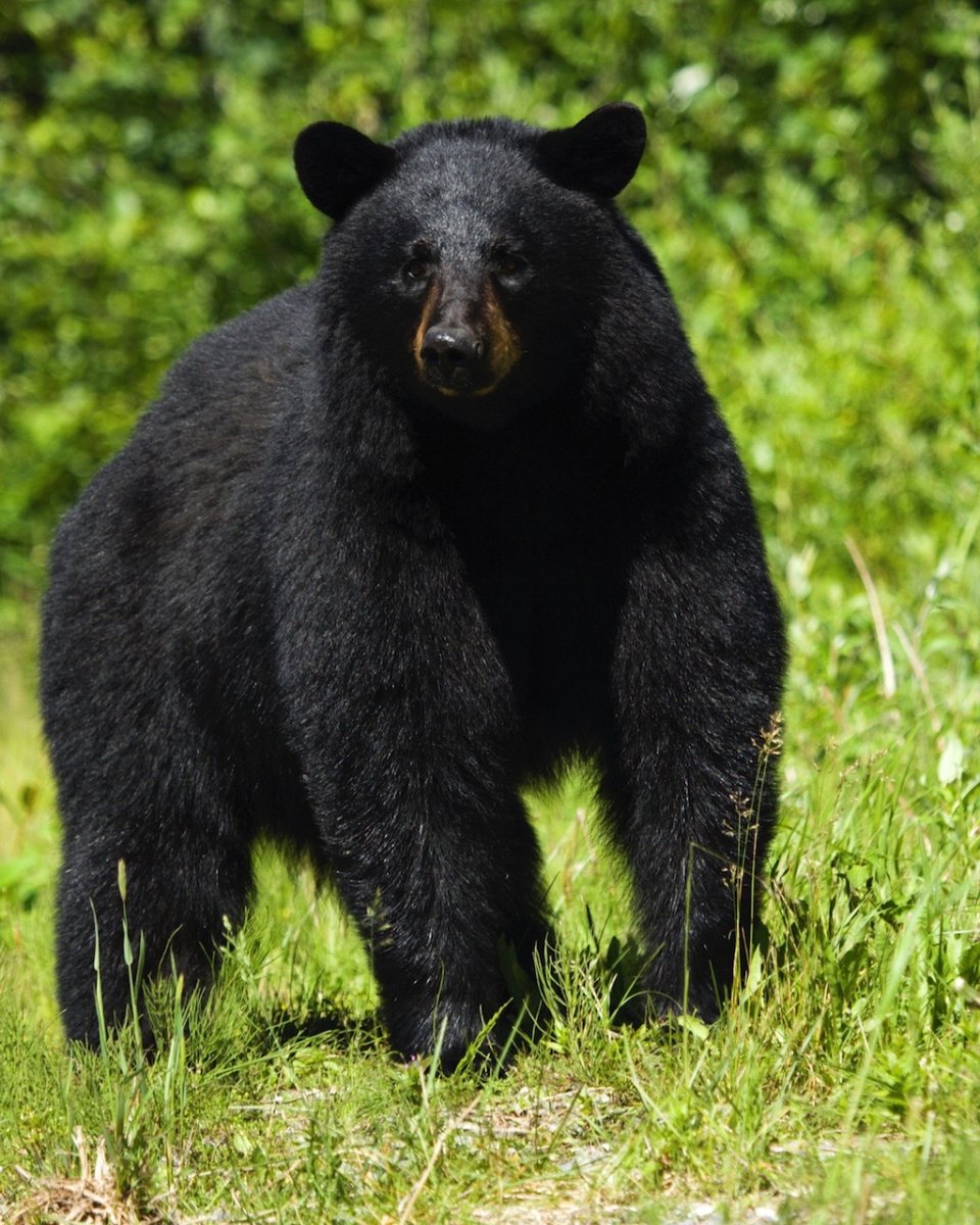 Медведь Гризли черный
