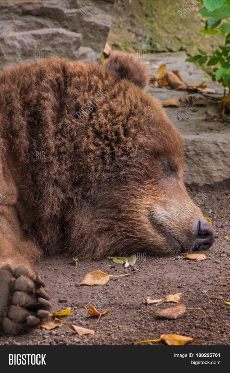 Бурый медведь без шерсти