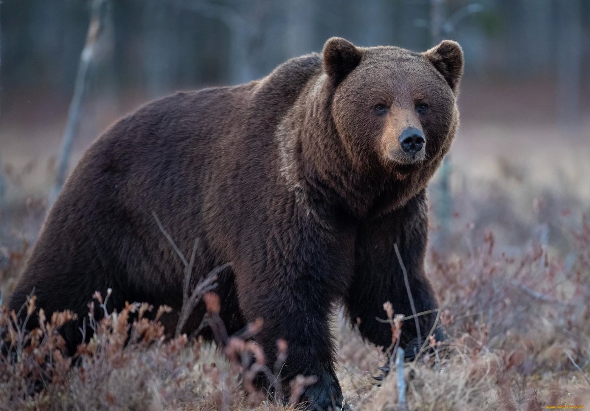 Дальневосточный бурый медведь