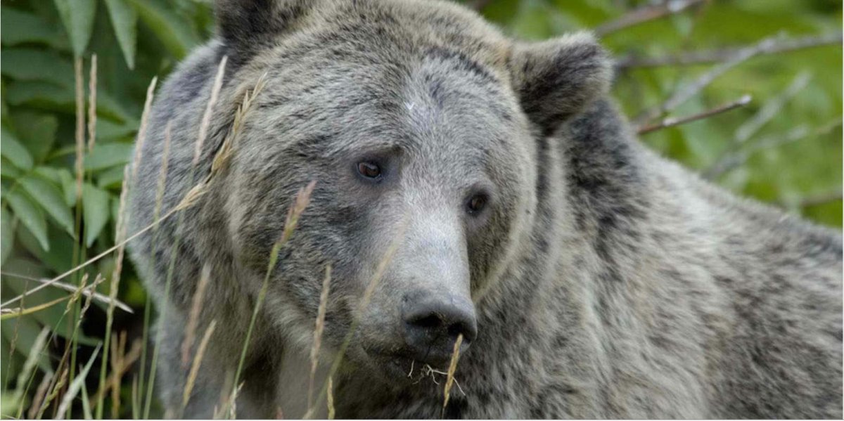 Мексиканский Гризли вымерший вид