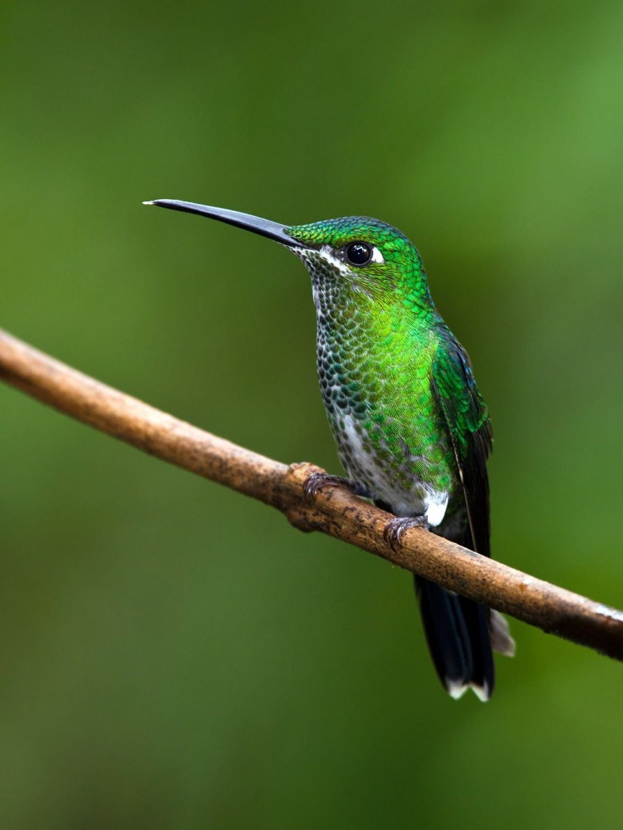 Пуэрториканский изумрудный Колибри