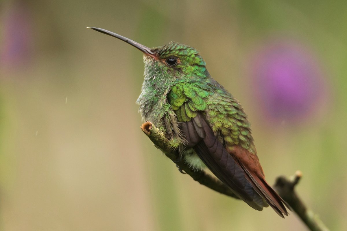 Серпоклюв Колибри