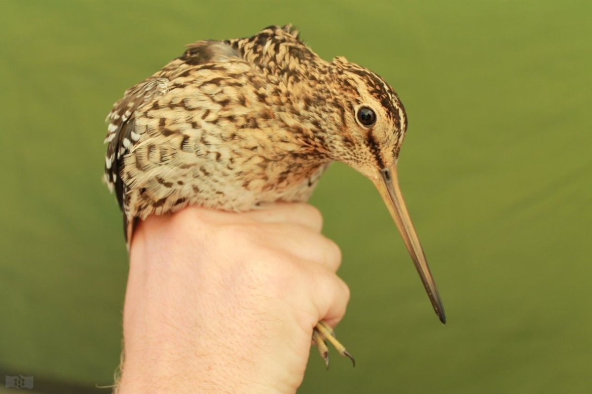 Птенцы птиц с длинным клювом