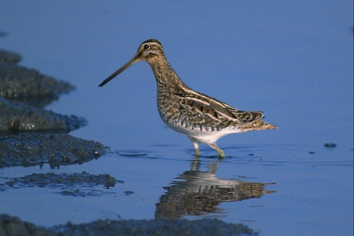 Кулик Бекас