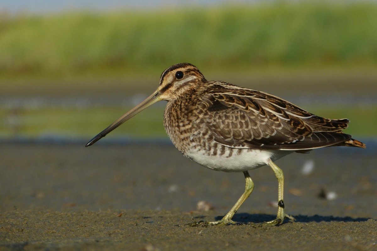 Бекас Луговой