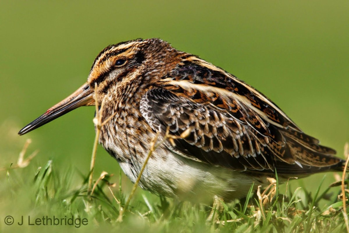 Болотная птица Бекас