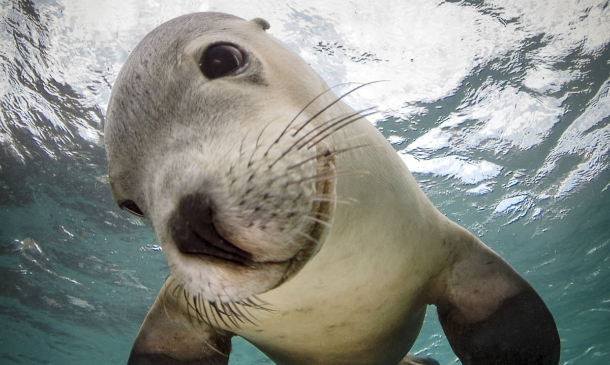 Нерпа ныряет