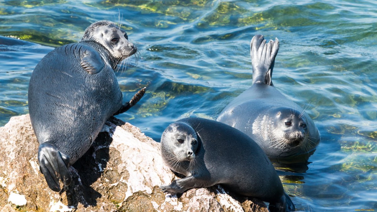Озеро Байкал Нерпа Байкальская