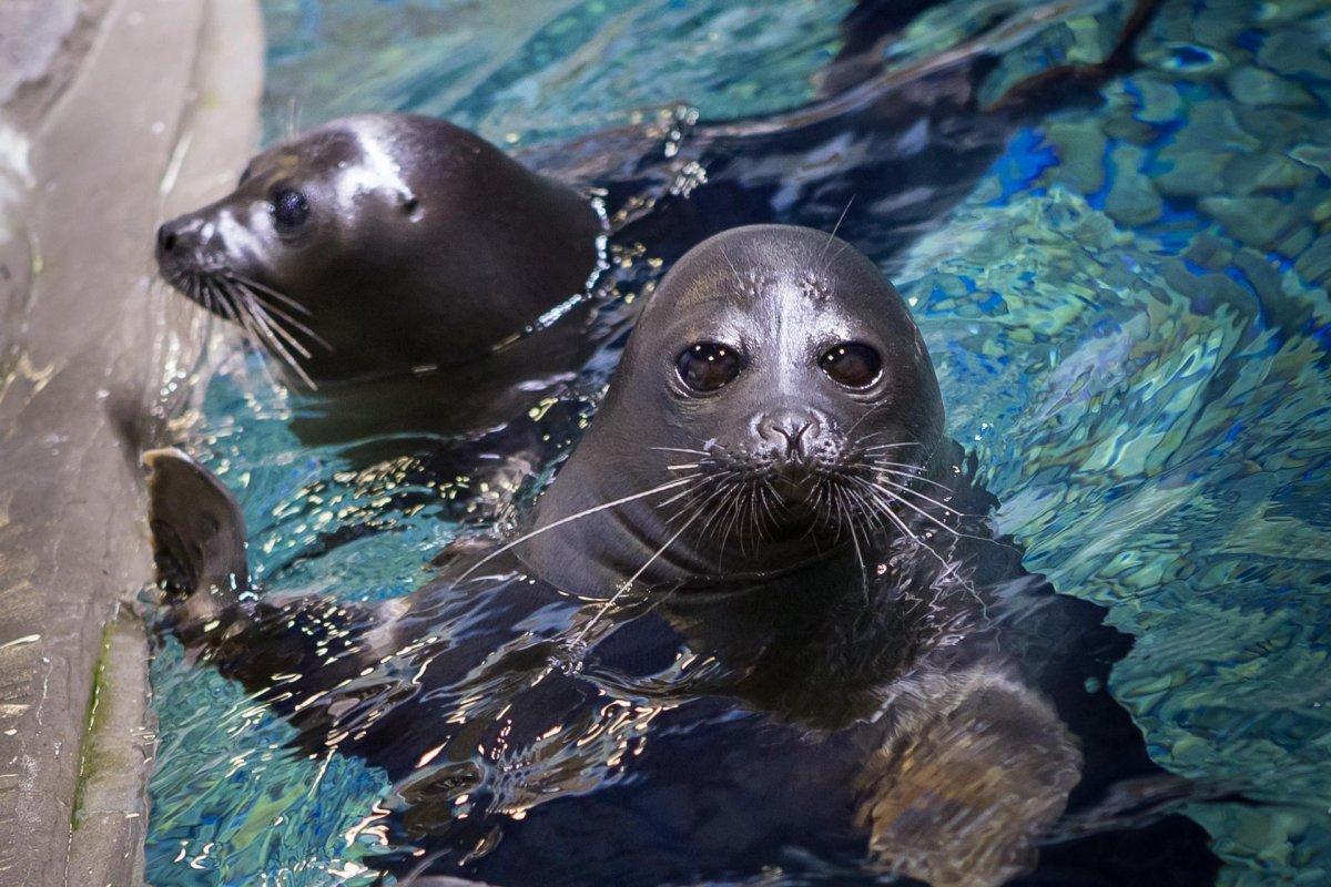 Байкальский тюлень Нерпа
