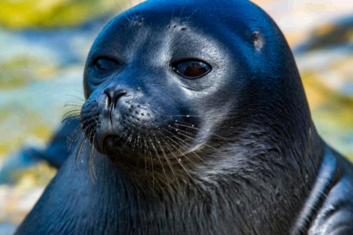 Байкал удивительные приключения Юмы