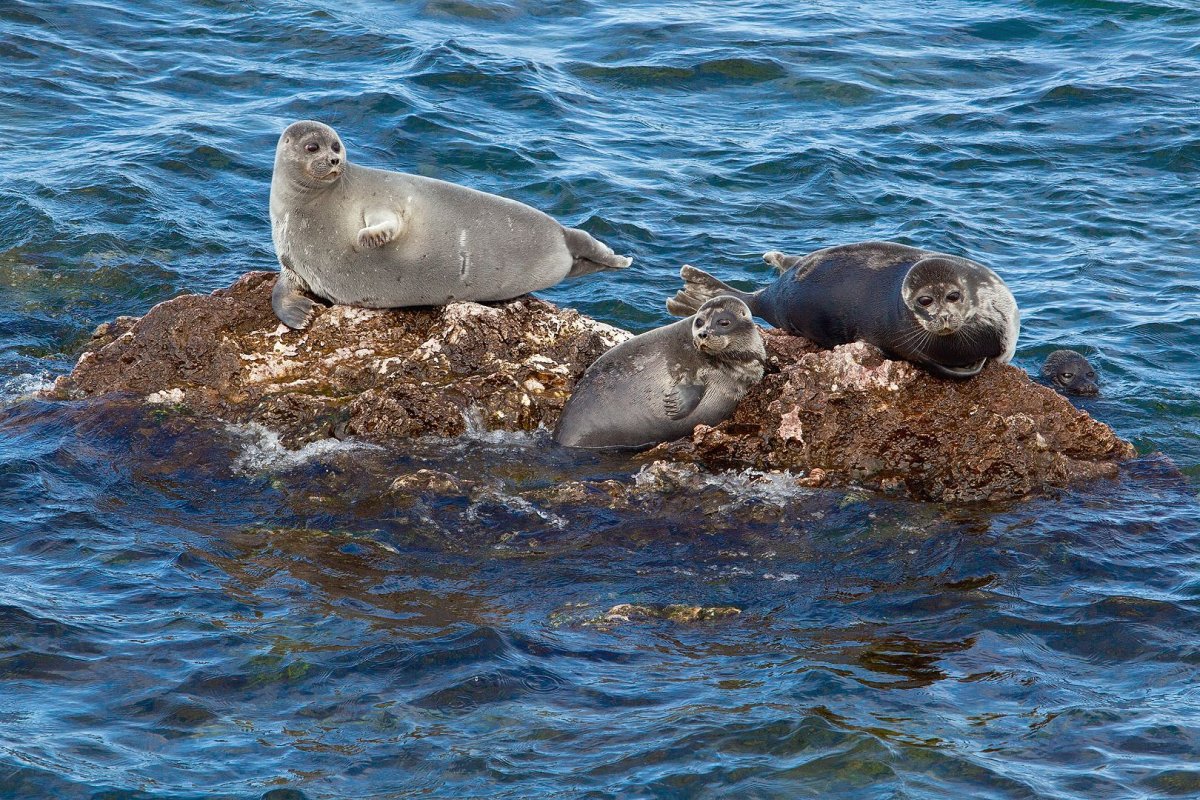 Нерпа на Камне Байкал