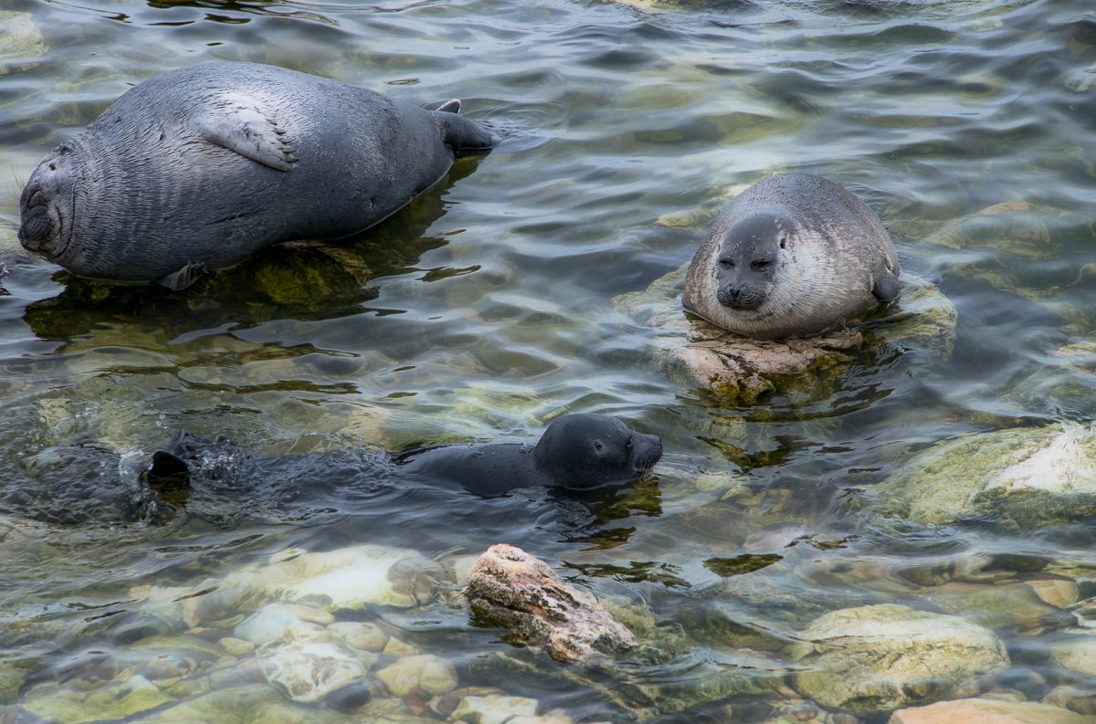 Эндемики озера Байкал Нерпа