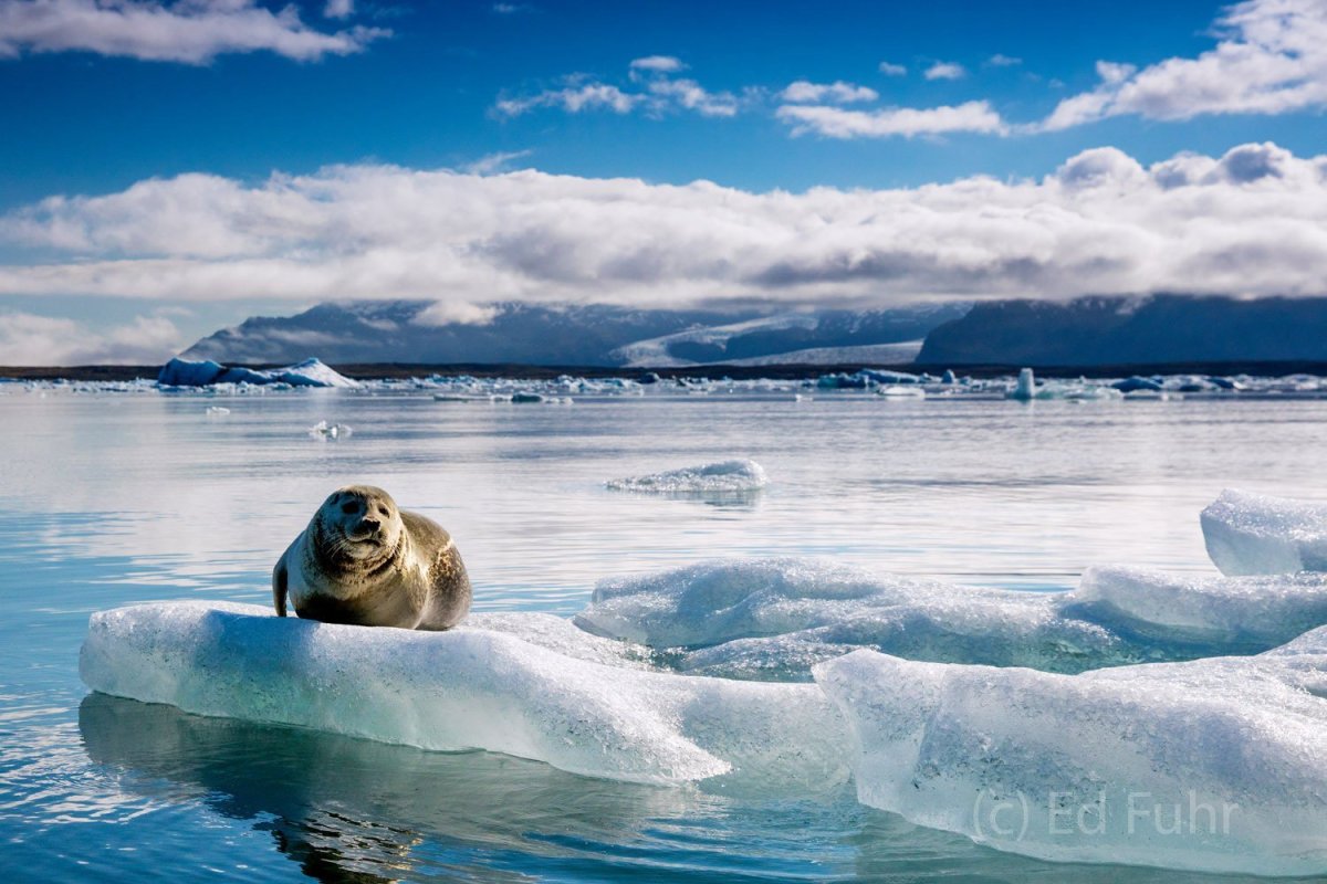 Нерпа на льдине